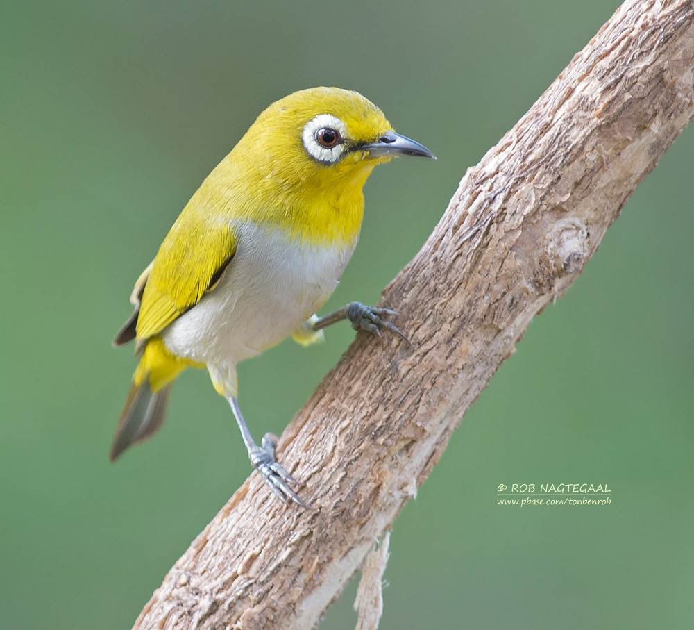 Swinhoes brilvogel - Swinhoes White-eye - Zosterops simplex