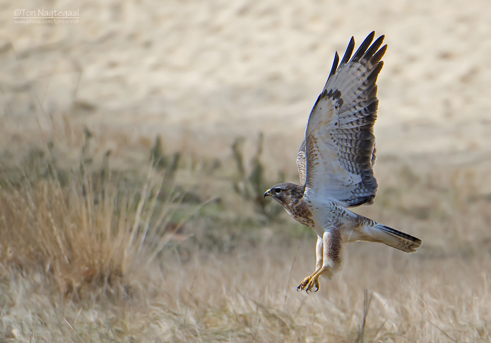 Buizerd - Buzzard - Buteo buteo