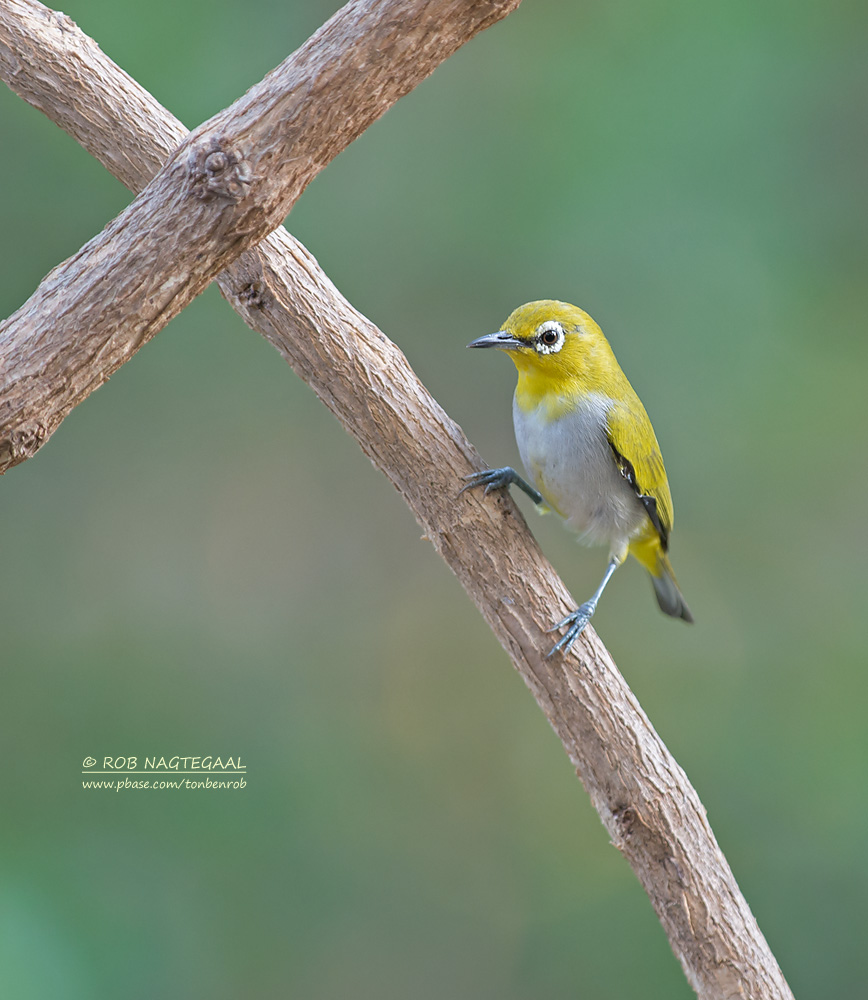 Swinhoes brilvogel - Swinhoes White-eye - Zosterops simplex