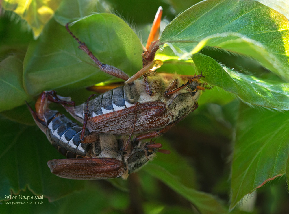 Meikever - Common cockchafer - Melolontha melolontha