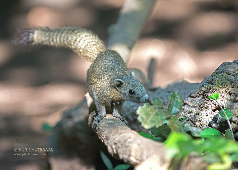 Grijsbuikeekhoorn - Gray-bellied squirrel - Callosciurus caniceps