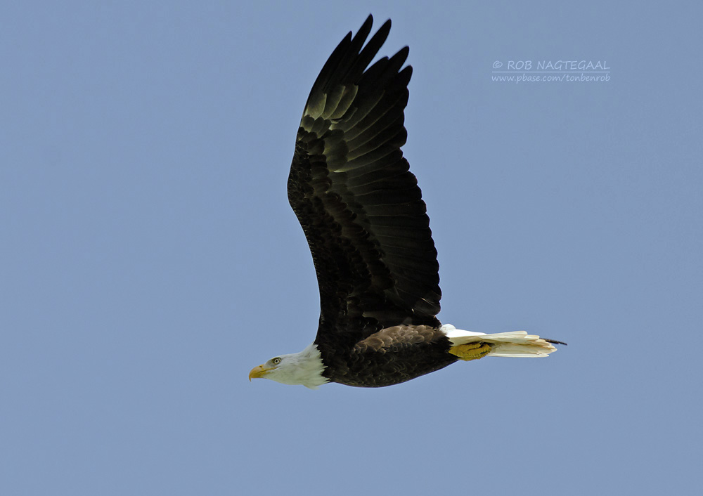 Amerikaanse zeearend - Bald eagle - Haliaeetus leucocephalus