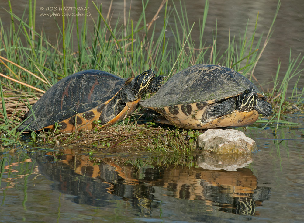 Florida Roodbuikschildpad - Florida Red-bellied Turtle - Chrysemys nelsoni