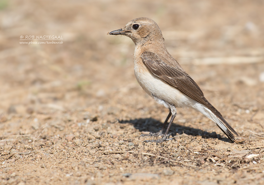 Oostelijke Blonde Tapuit - Eastern Black-eared Wheatear - Oenanthe melanoleuca