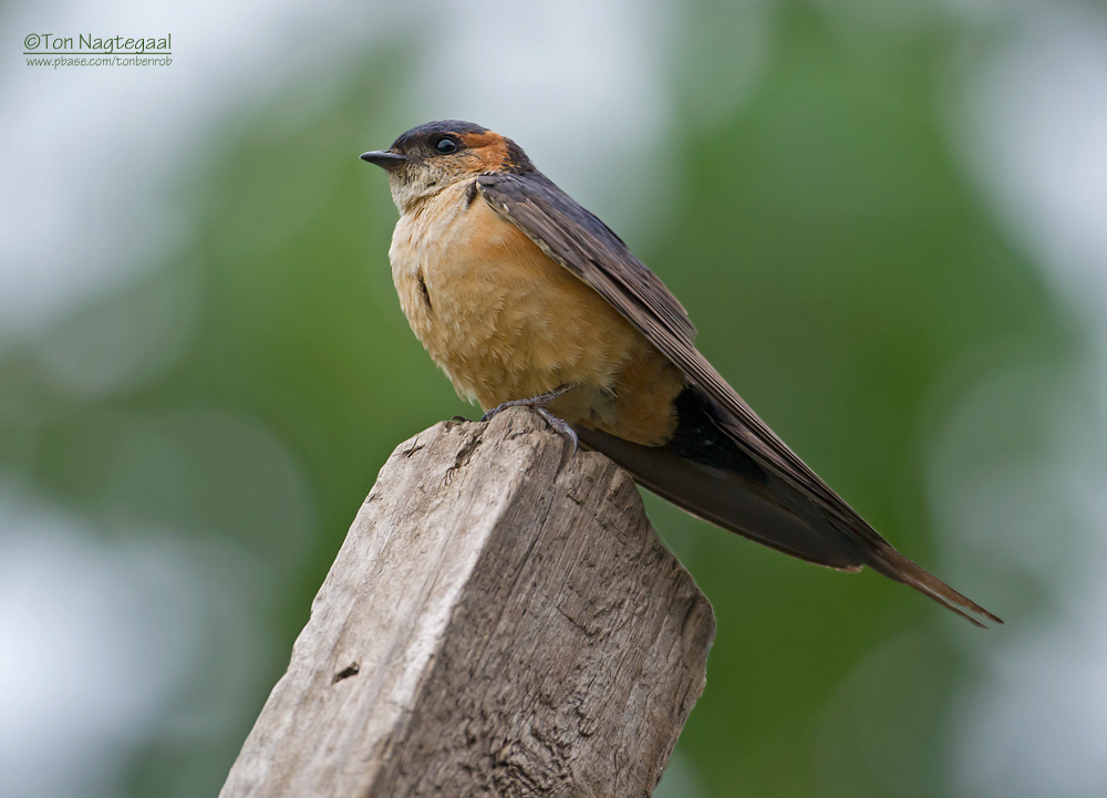 Roodstuitzwaluw - Red-rumped Swallow - Cecropis daurica
