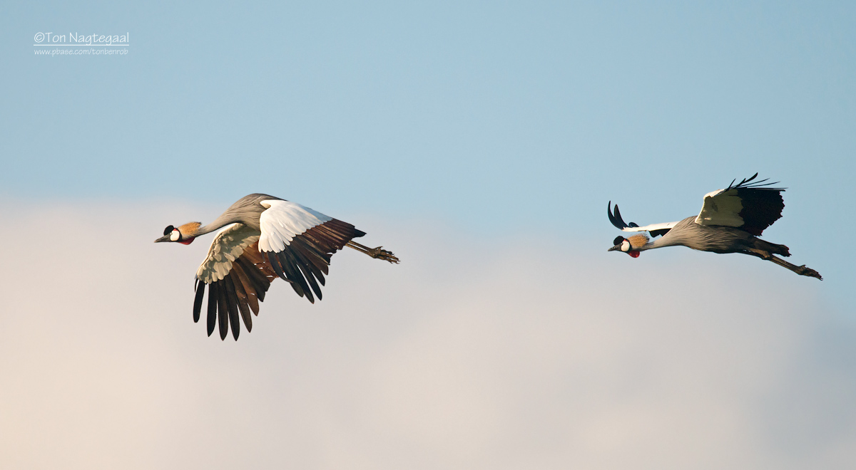 Grijze Kroonkraanvogel - Gray Crowned-Crane - Balearica regulorum