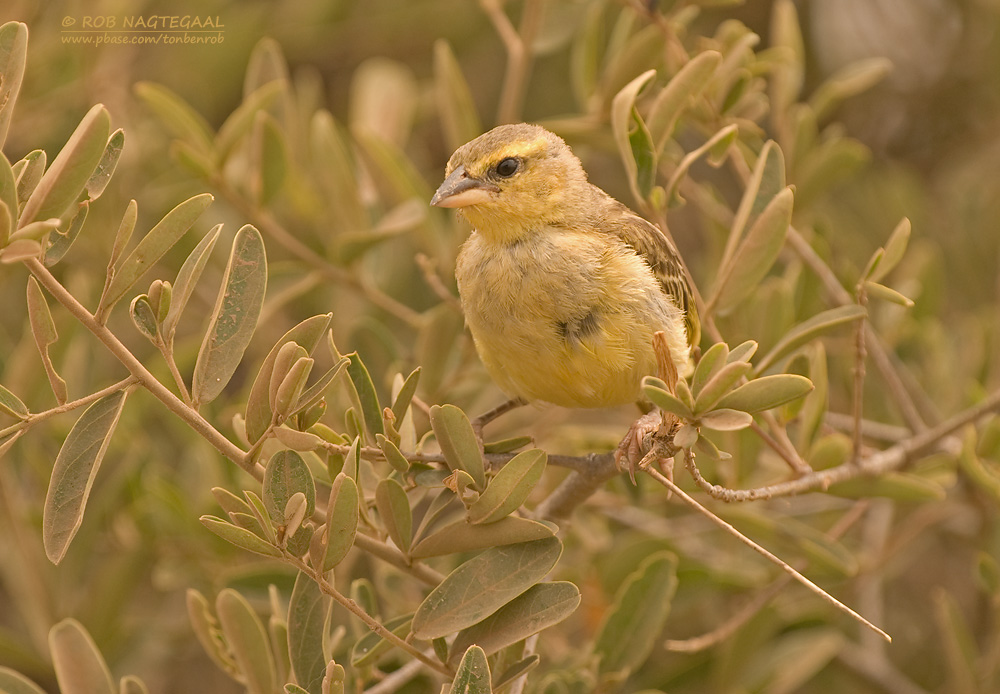 Tavetawever - Taveta Golden Weaver - Ploceus castaneiceps