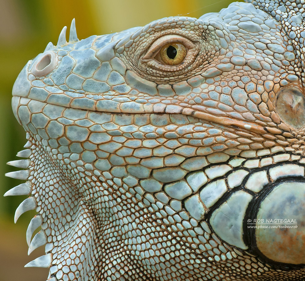 Groene Leguaan - Green Iguana - Iguana iguana