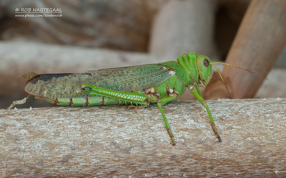 Reuzen sprinkhaan - Giant South American Grasshopper - Tropidacris violaceus