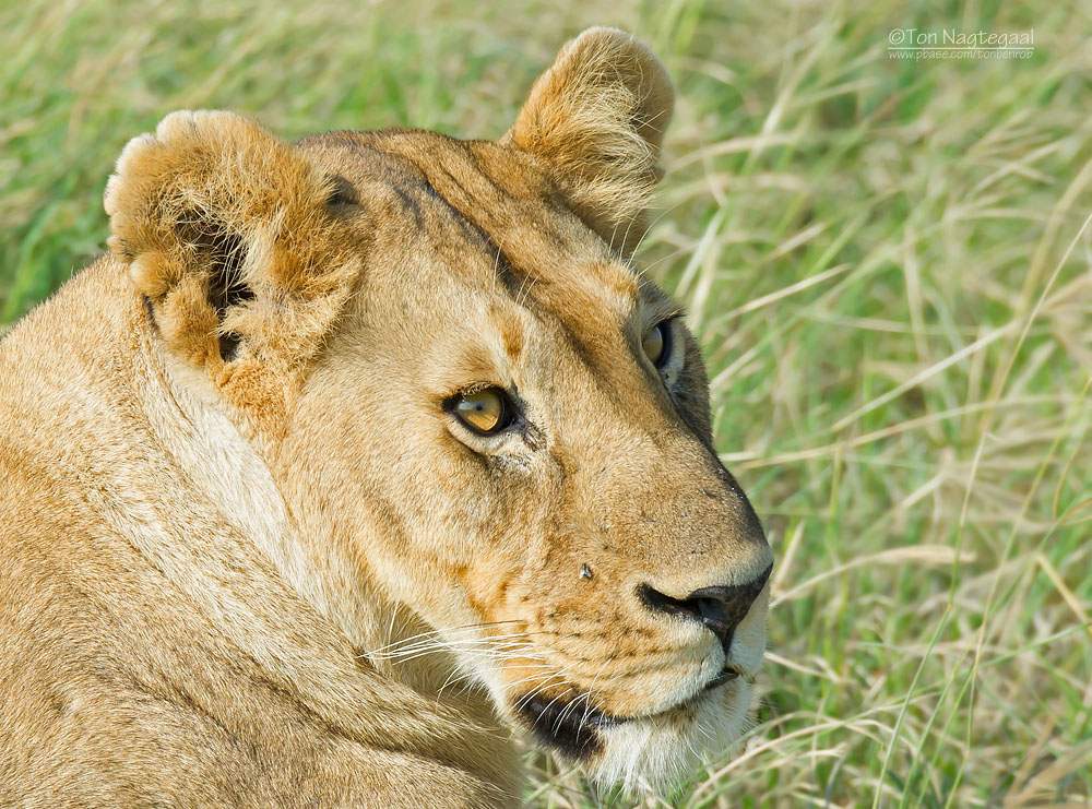 Oost-Afrikaanse Leeuw - Masai Lion - Panthera leo nubica