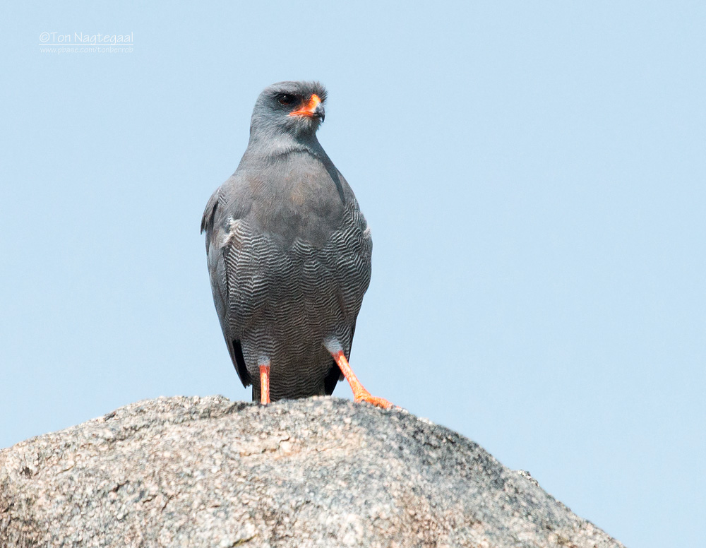 Donkere zanghavik - Dark Chanting-Goshawk - Melierax metabates metabates