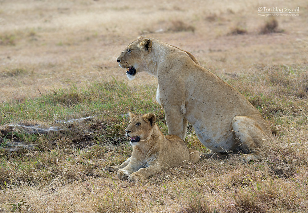 Oost-Afrikaanse Leeuw - Masai Lion - Panthera leo nubica