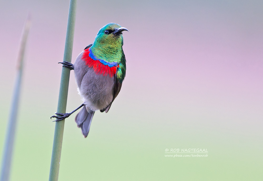 Kleine Kraaghoningzuiger - Southern Double-collared Sunbird - Cinnyris chalybeus
