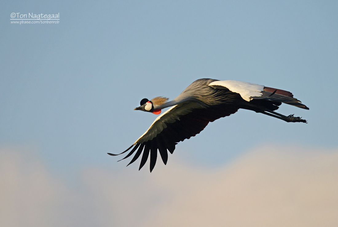 Grijze Kroonkraanvogel - Gray Crowned-Crane - Balearica regulorum