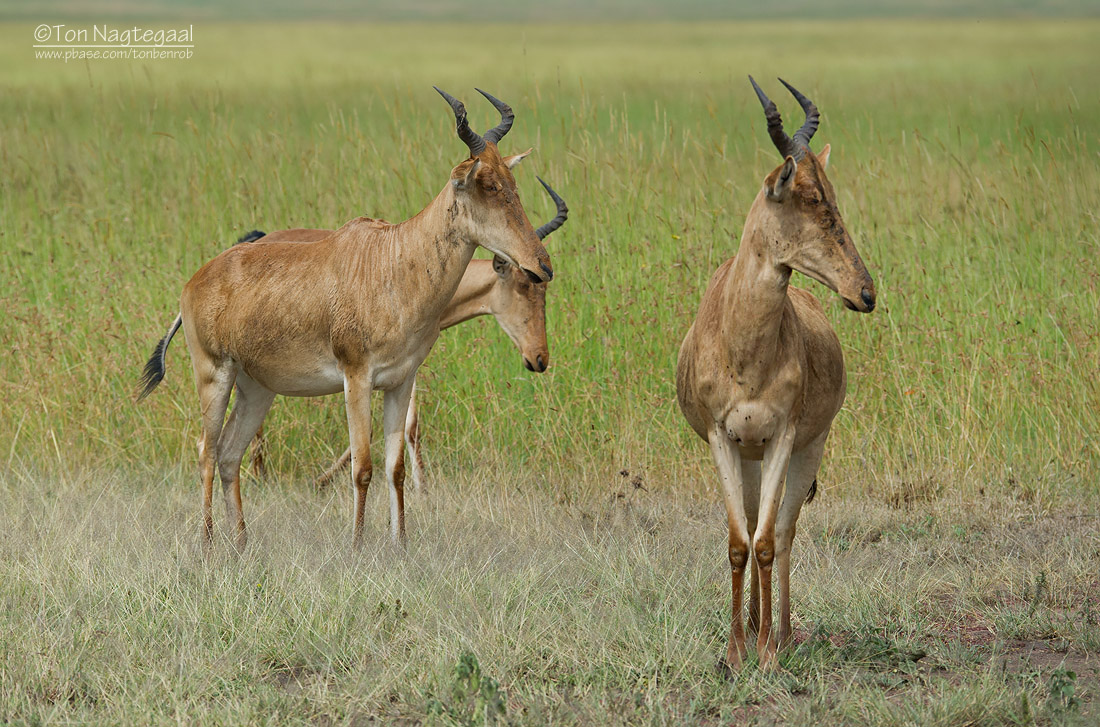 Cokes Hartebeest - CokesHartenbeest - Alcelaphus buselaphus cokii 