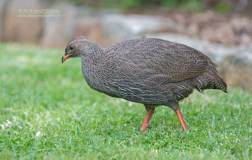 Kaapse Frankolijn - Cape Francolin - Pternistis capensis