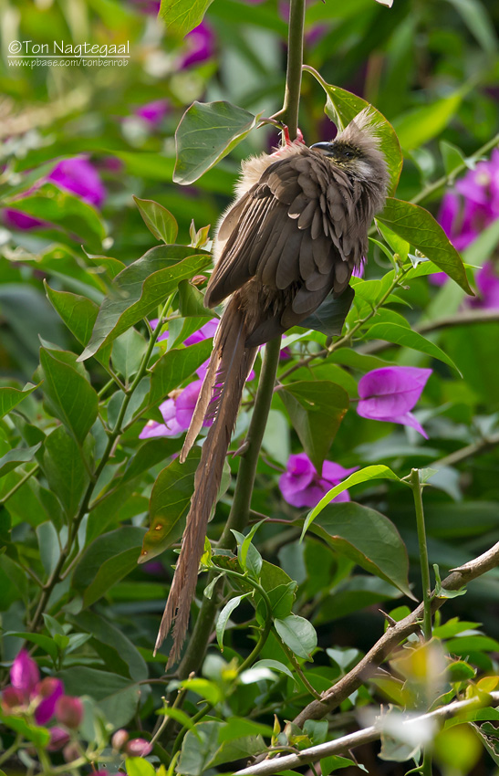 Bruine muisvogel - Speckled Mousebird - Colius striatus