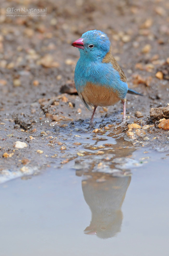 Blauwkopblauwfazantje - Blue-capped Cordon-blue - Uraeginthus cyanocephalus