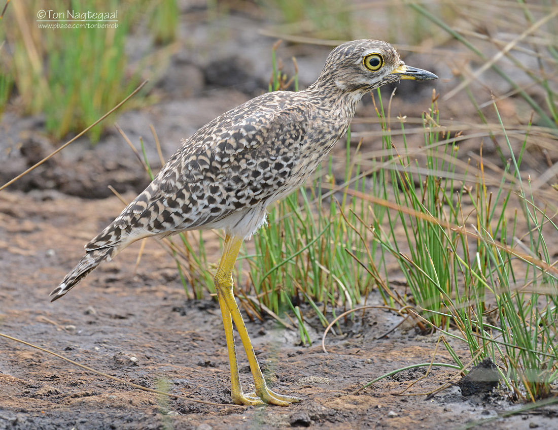 Kaapse Griel - Spotted Thick-knee - Burhinus capensis 