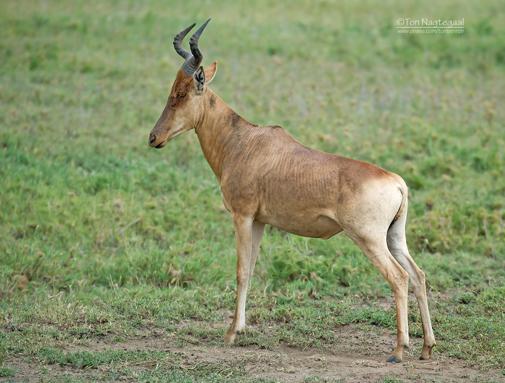 Cokes Hartebeest - CokesHartenbeest - Alcelaphus buselaphus cokii 