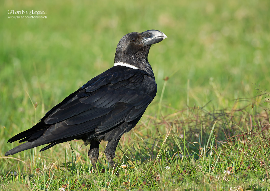 Witnekraaf - White-naped Raven - Corvus albicollis