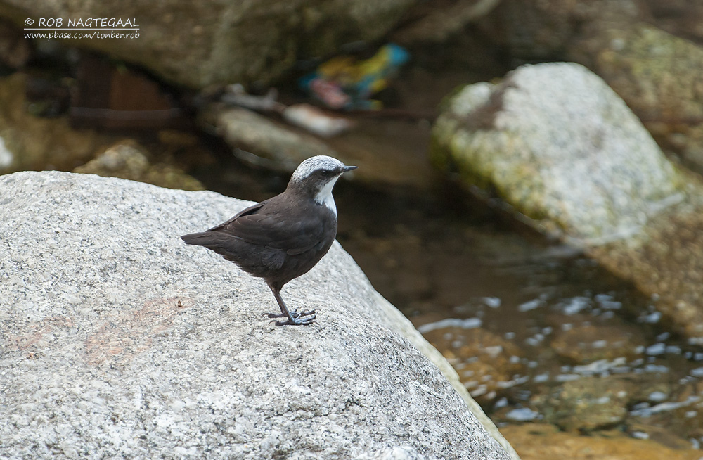 Witkopwaterspreeuw - White-capped Dipper - Cinclus leucocephalus