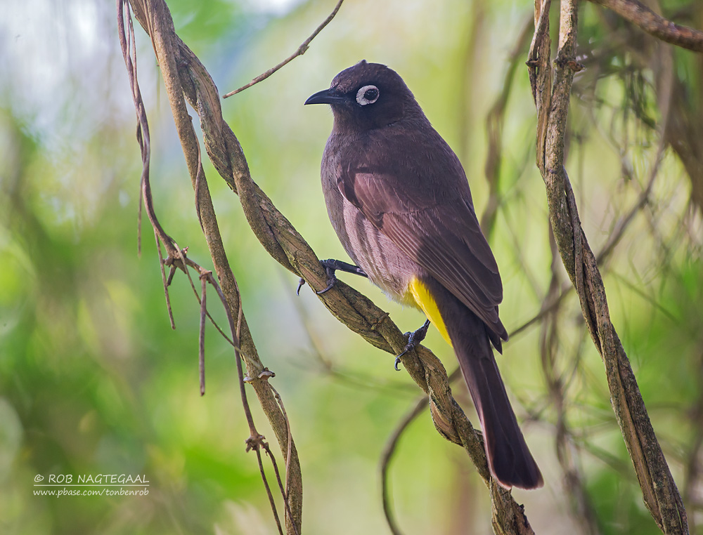 Kaapse Buulbuul - Cape Bulbul - Pycnonotus capensis