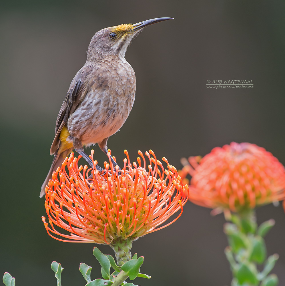 Kaapse Suikervogel - Cape Sugarbird - Promerops cafer