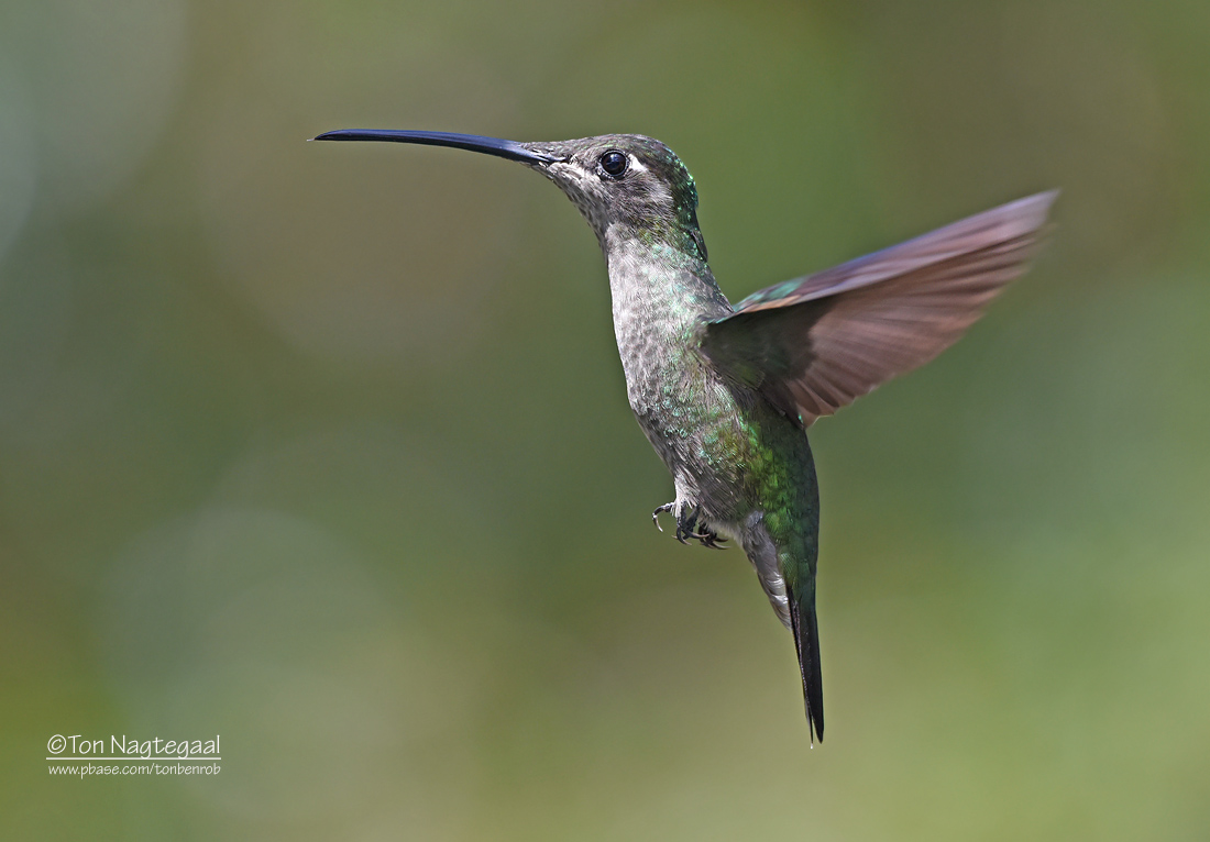 Lawrence Kolibrie - Talamanca hummingbird - Eugenes spectabilis