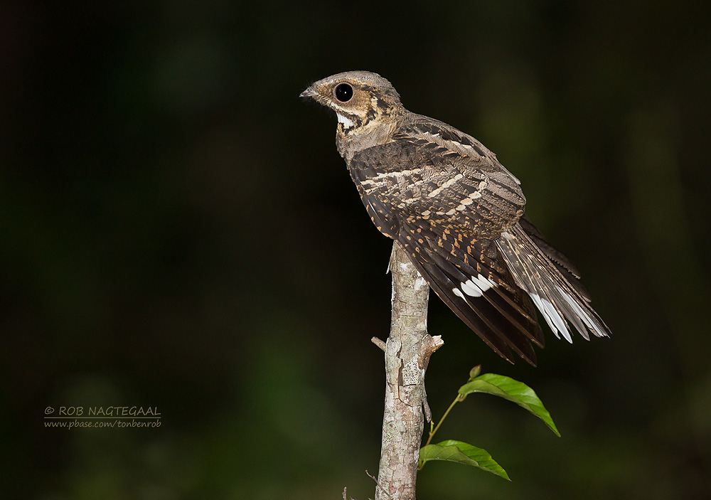 Horsfields Nachtzwaluw - Large-tailed Nightjar - Caprimulgus macrurus