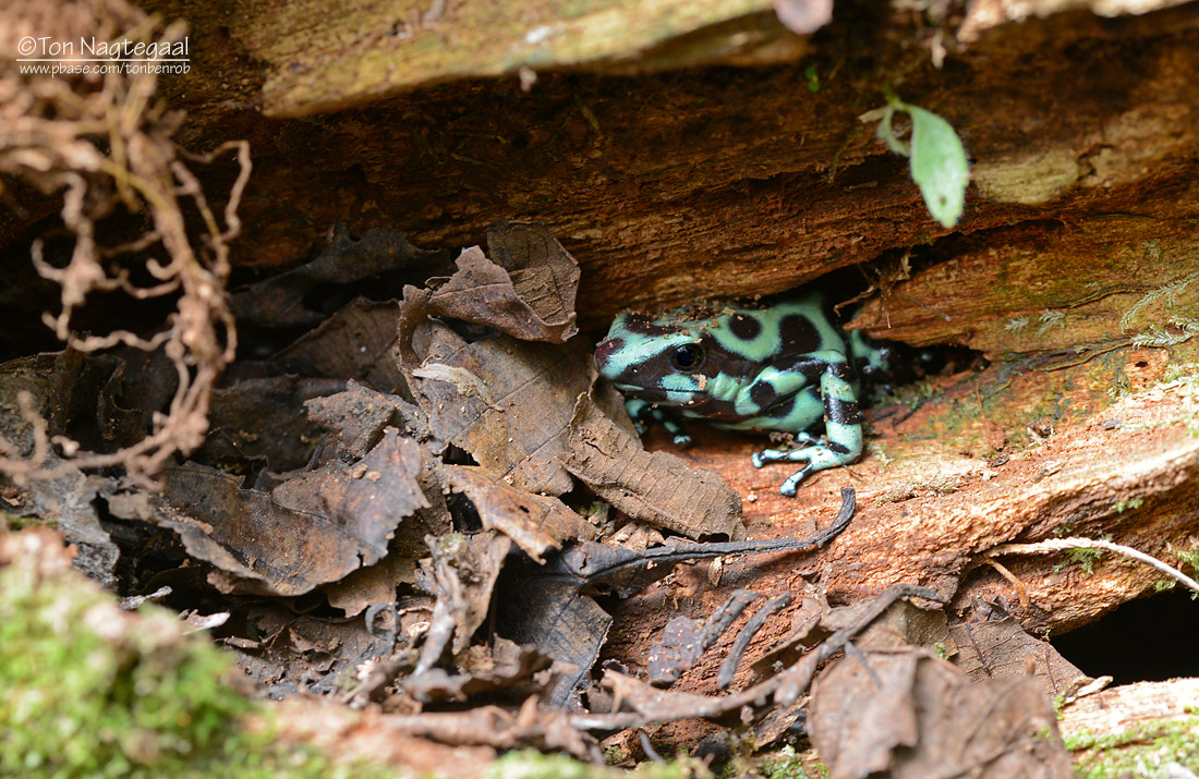 Gouden gifkikker - Green-and-Black Poison Dart Frog - Dendrobates auratus