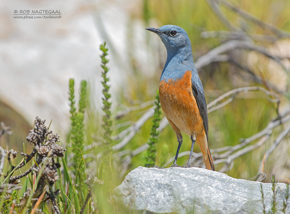 Langteenrotslijster - Sentinel Rock-Thrush - Monticola explorator