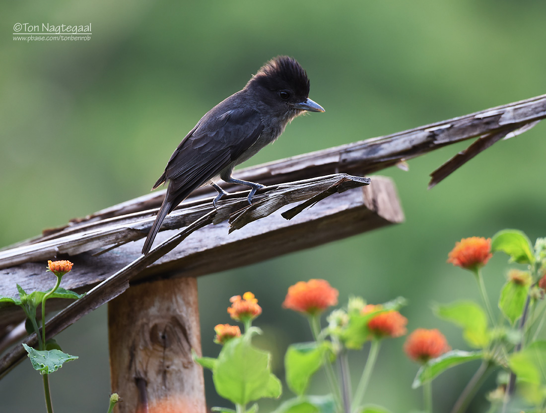 Roodkeelbekarde  - Rose-throated Becard - Pachyramphus aglaiae latirostris