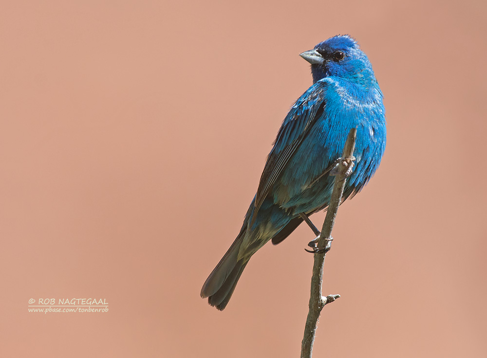Indigogors - Indigo Bunting - Passerina cyanea