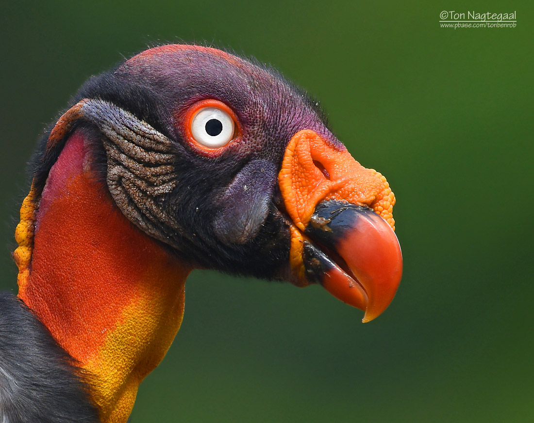 Koningsgier - King Vulture - Sarcroramphus papa 