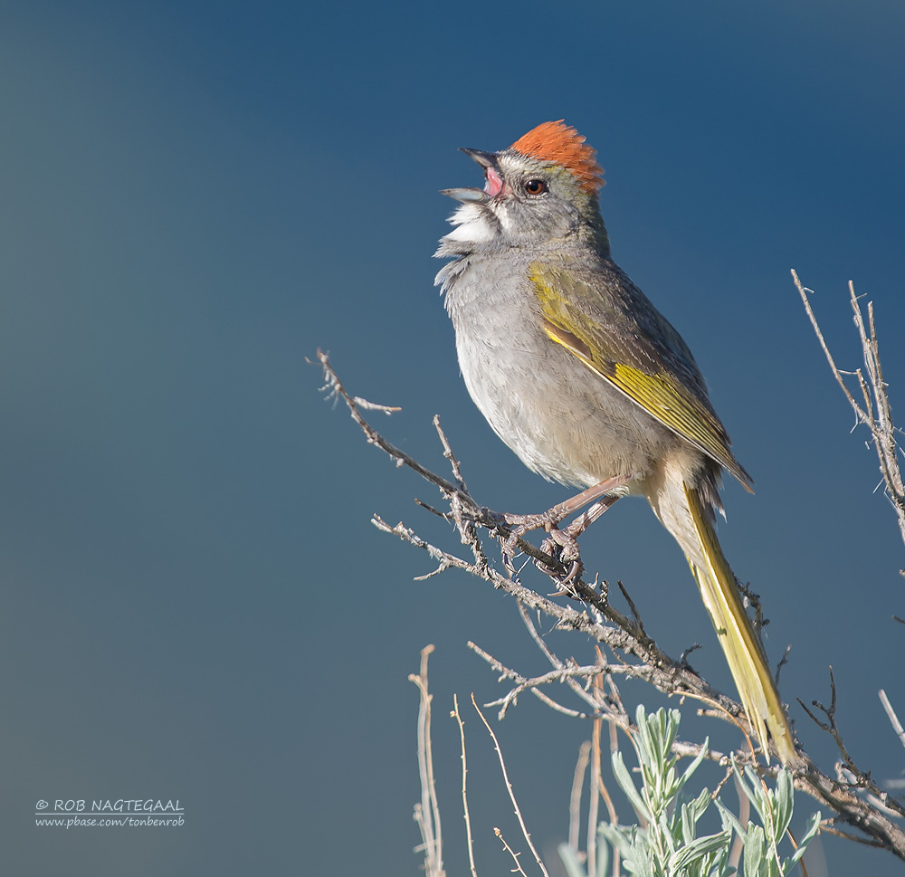 Groenstaarttowie - Green-tailed Towhee - Pipilo chlorurus