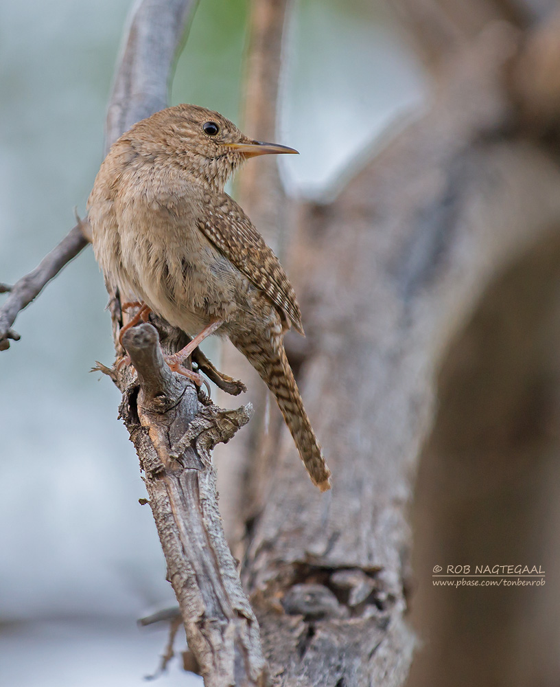 Huiswinterkoning - House Wren - Troglodytes aedon parkmanii