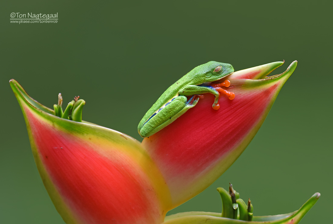 Roodoogmakikikker - Red-eyed Tree Frog - Agalychnis callidryas