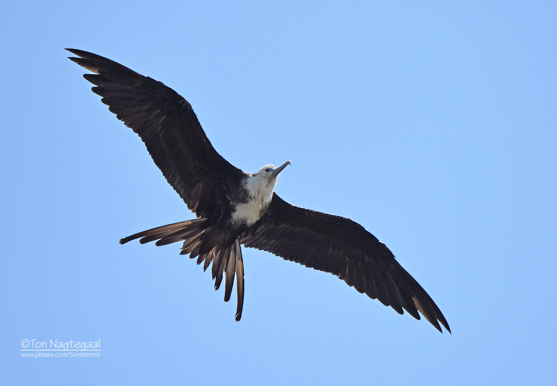 Amerikaanse Fregatvogel - Magnificent Frigatebird - Fregata magnificens