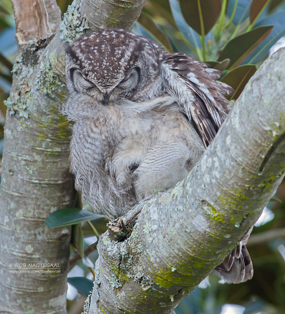 Afrikaanse Oehoe - Spotted Eagle-Owl - Bubo africanus africanus
