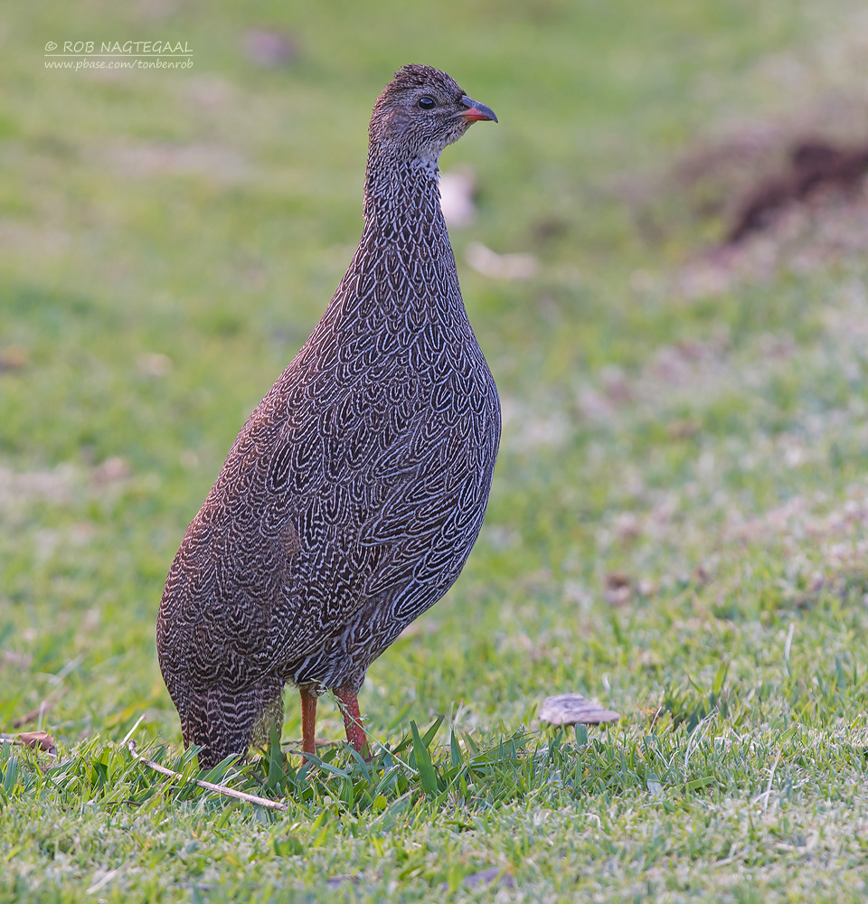 Kaapse Frankolijn - Cape Francolin - Pternistis capensis