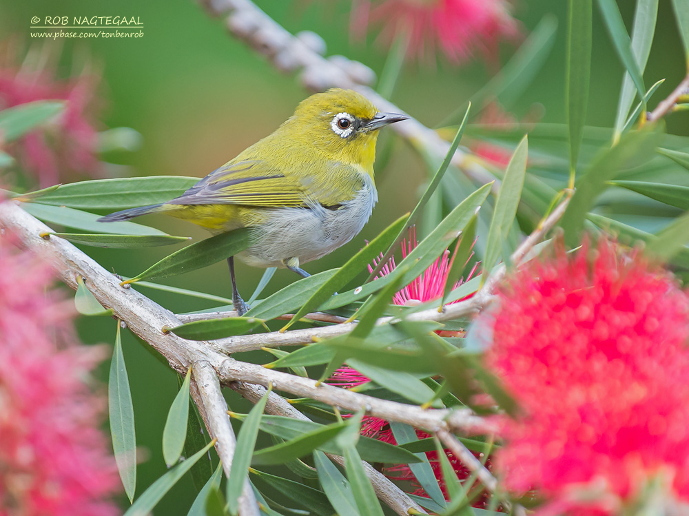 Kaapse Brilvogel - Cape White-eye - Zosterops capensis