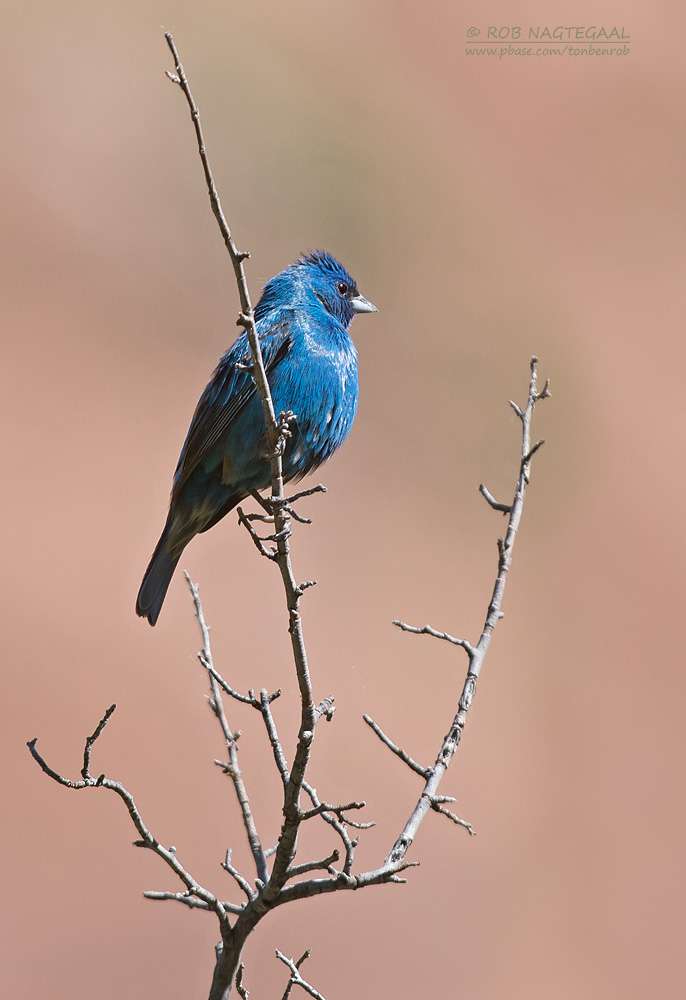 Indigogors - Indigo Bunting - Passerina cyanea