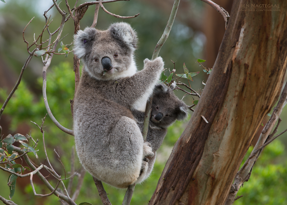 Koala - Koala - Phascolarctos cinereus