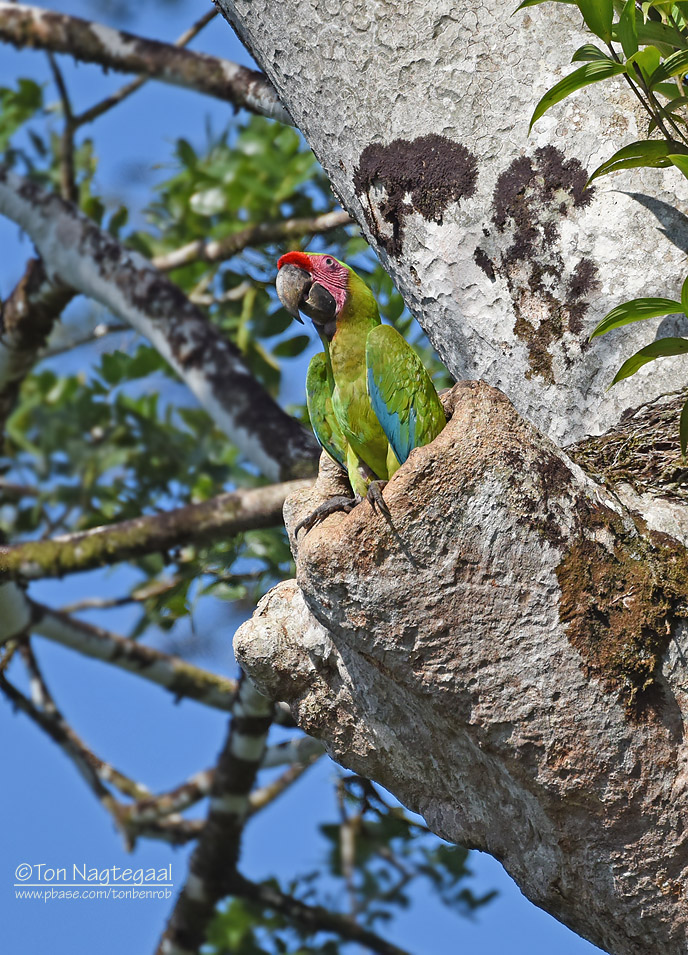 Buffon-ara - Great Green Macaw - Ara ambiguus