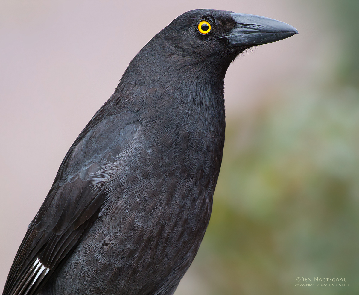 Bonte Klauwierkraai - Pied Currawong - Strepera graculina