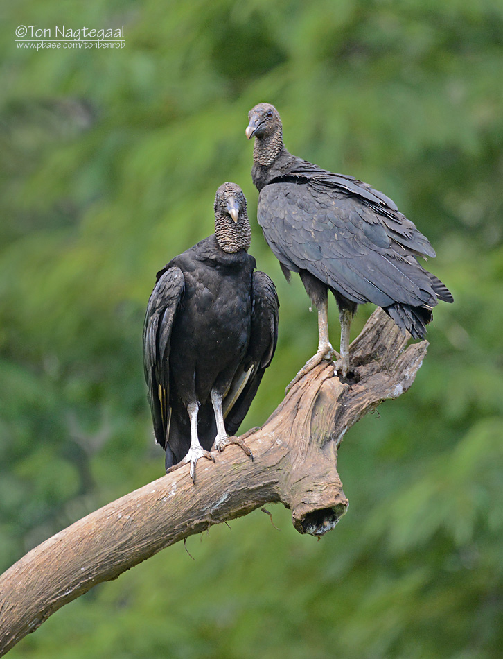 Zwarte Gier - Black Vulture - Coragyps atratus