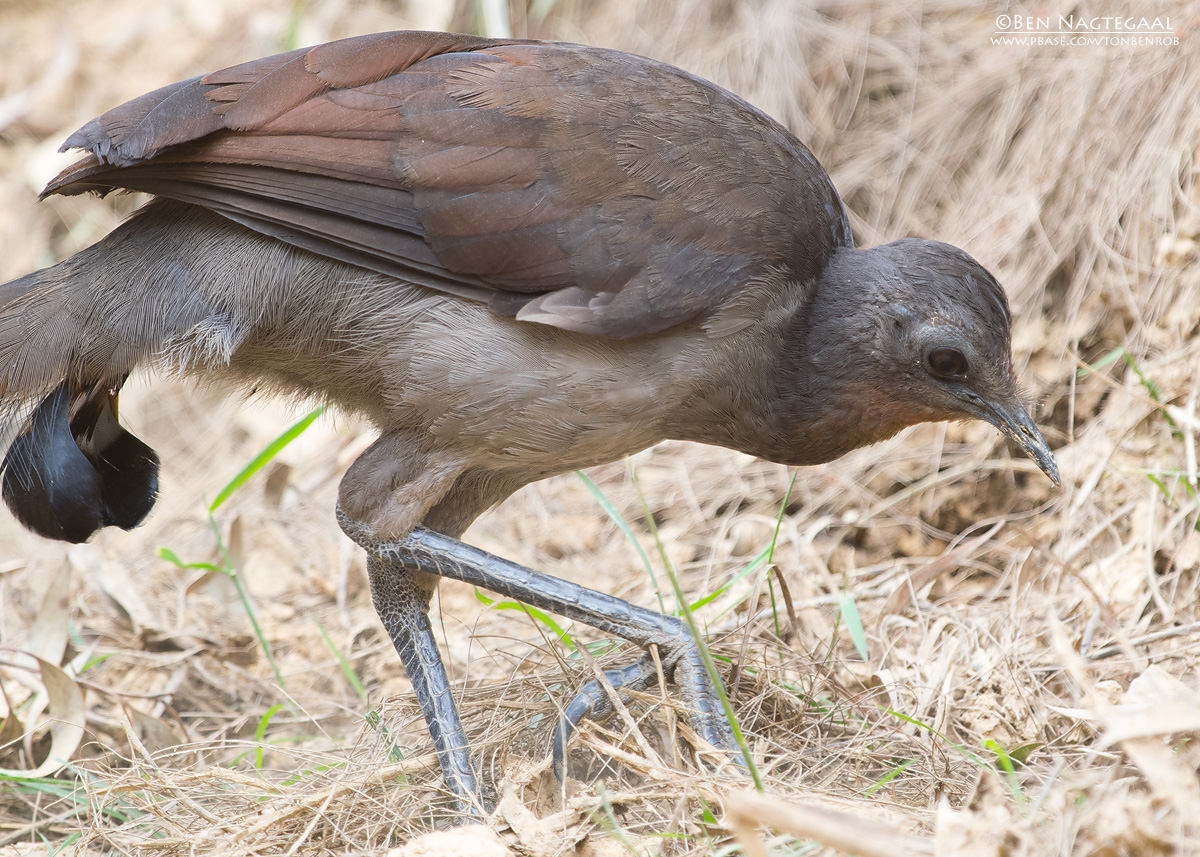 Liervogel - Superb Lyrebird - Menura novaehollandiae