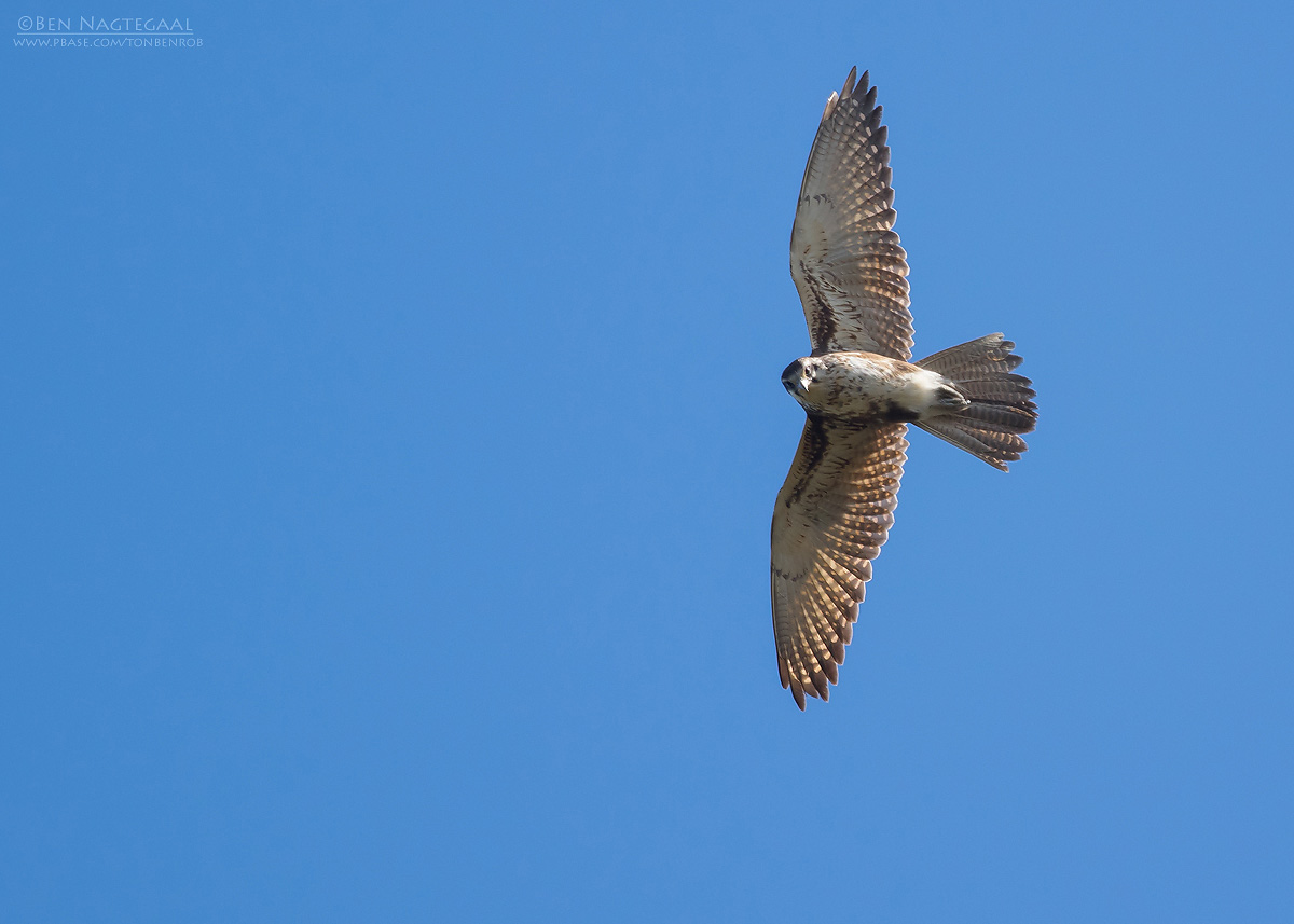 Grote Bruine Valk - Brown Falcon - Falco berigora