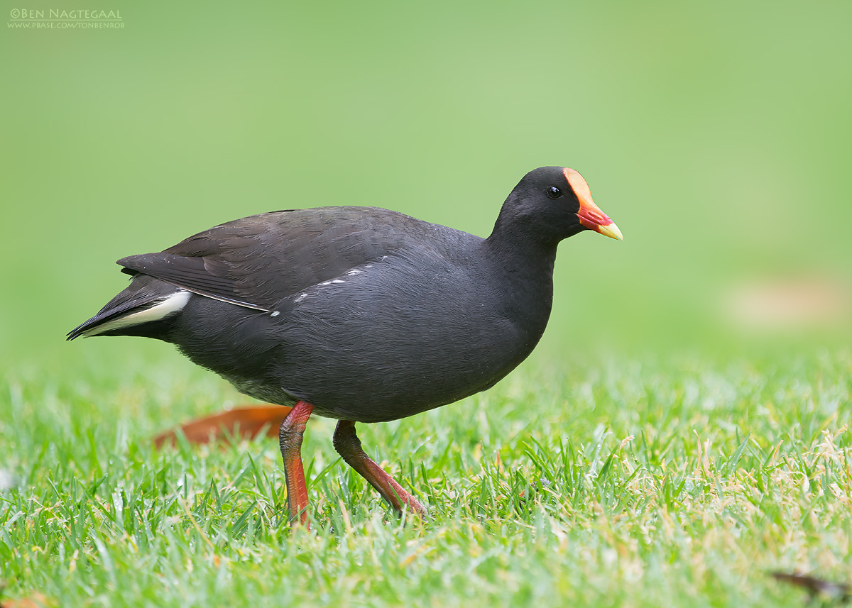 Zwart Waterhoen - Dusky Moorhen - Gallinula tenebrosa